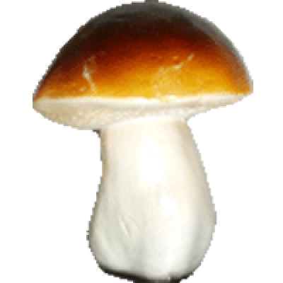 белый гриб средний